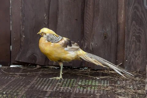 Yellow pheasant with multi-colored feathers. rare and beautiful birds. Stock Photos