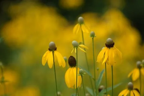 Yellow 스톡 사진