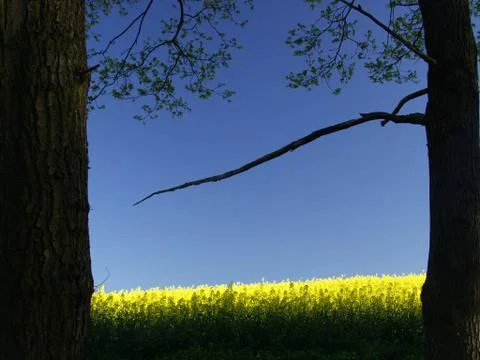Yellow Stock Photos
