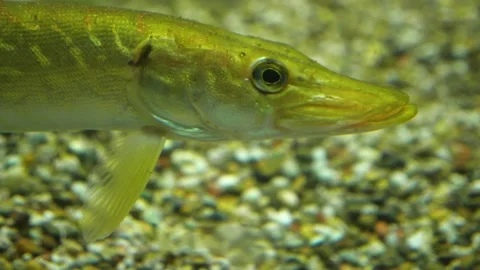 Yellow pike fish Stock Footage 210240586