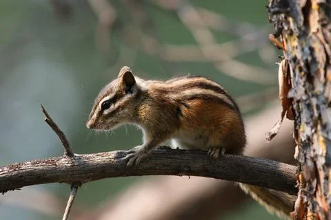 Yellow-pine Chipmunk Sideview Stock Photos