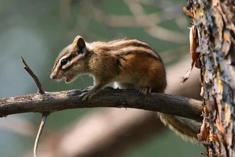 Yellow-pine Chipmunk Speaking Stock Photos