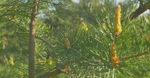 Yellow pine cones on the pine trees. The pine cones are hanging on the branch of Stock Footage 75752219