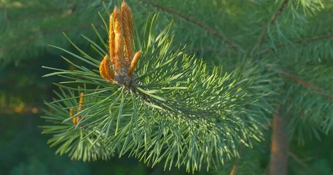 Yellow pine cones on the pine trees. The pine cones are hanging on the branch of Stock Footage 75753266