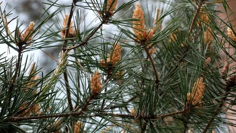Yellow pine cones on the pine trees. Pine branches with cones, close up. Macro Stock Footage 89719927