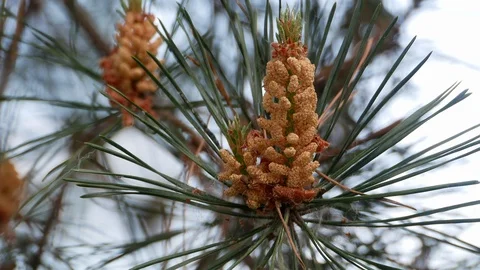 Yellow pine cones on the pine trees. Pine branches with cones, close up. Macro Stock Footage 89720906