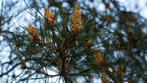 Yellow pine cones on the pine trees. Pine branches with cones, close up. Macro Stock Footage 89721614