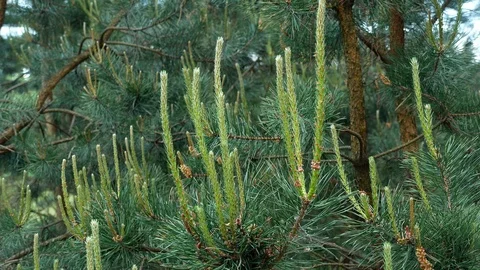 Yellow pine cones on the pine trees. Pine branches with cones, close up. Macro Stock Footage 89722574