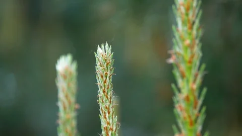 Yellow pine cones on the pine trees. Pine branches with cones, close up. Macro Stock Footage 89723136
