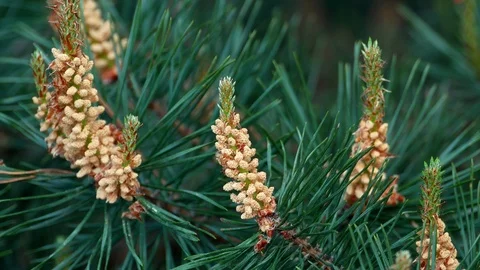Yellow pine cones on the pine trees. Pine branches with cones, close up. Macro Stock Footage 89723848