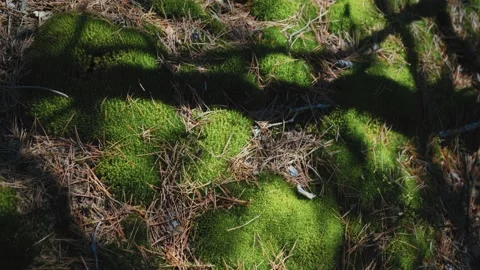 Yellow pine needles on green moss Stock Footage 153518482