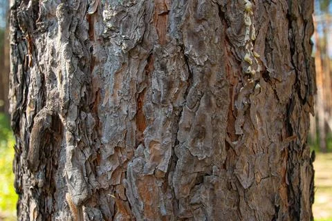 Yellow pine tree bark texture in natural summer sunlight. Stock Photos
