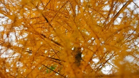 Yellow Pine Tree Needles Close-Up in Autumn Forest. Forest tree in the early Stock Footage 120408467