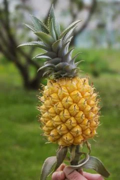 Yellow pineapple on background of garden Stock Photos