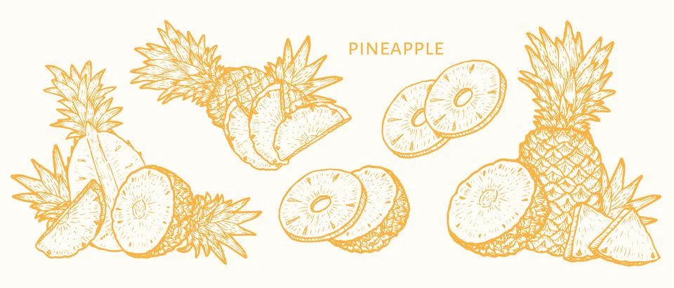 Yellow pineapple vector set. Food illustration sketch design Stock Illustration