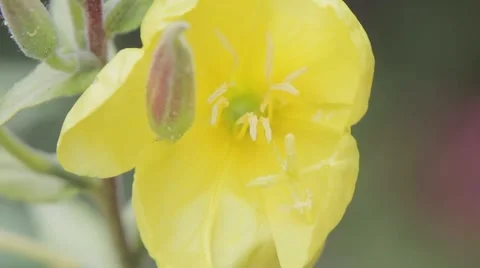 Yellow to Pink Flowers Pull Focus Macro Close Up Stock-Footage 41864568