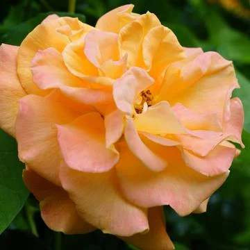 Yellow-pink gradient rose Stock Photos