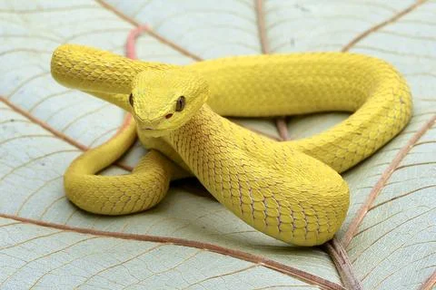 Yellow pit viper on a leaves Fotos Stock