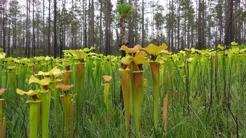 Yellow Pitcher Plants, varieties, Southeastern USA Video stock 107718193