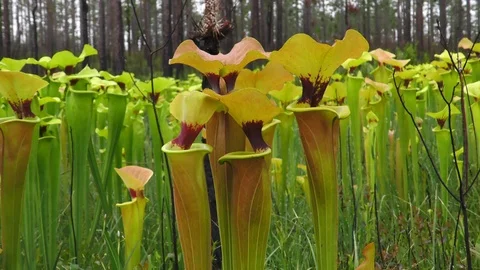 Yellow Pitcher Plants, varieties, Southeastern USA Video stock 107718239