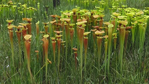 Yellow Pitcher Plants, varieties, Southeastern USA Stock Footage 107719369