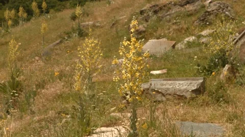 Yellow Plant Blowing in the Wind 動画素材 53232840