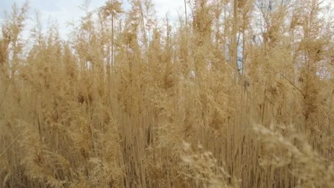 Yellow plants Stock-Footage 221679044
