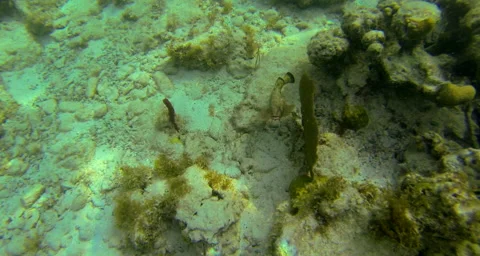 Yellow plants on the reef Video stock 42839108