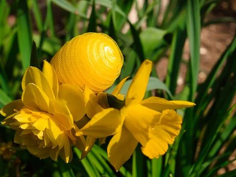 Yellow plastic nylon Easter egg hidden between daffodils 写真素材