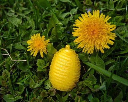 Yellow plastic nylon Easter egg hidden between dandelions 写真素材