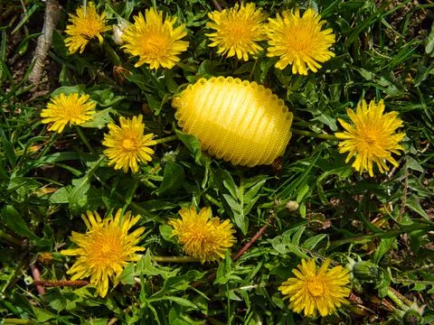 Yellow plastic nylon Easter egg hidden between dandelions 写真素材