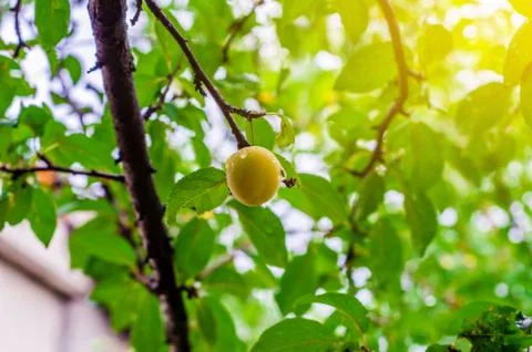 Yellow plum on the branch after the rain Stock Photos