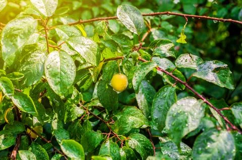 Yellow plum on the branch after the rain Stock Photos