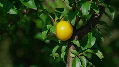 Yellow plum or cherry plum growing on a tree. Video stock 330253789