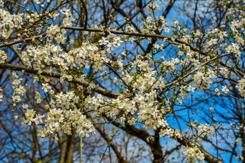 Yellow plum tree in bloom.Plum tree in blossom. Stock Photos