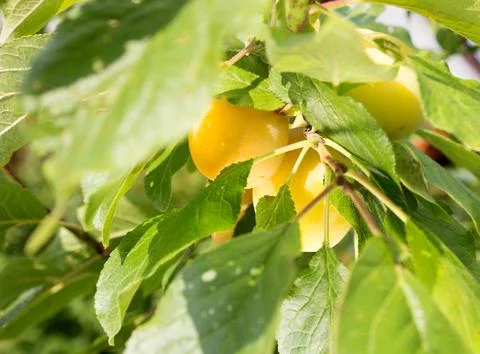 Yellow plum on the tree Stock Photos
