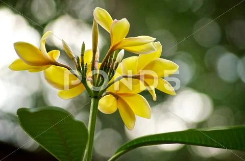 Yellow plumeria frangipani Stock Photos
