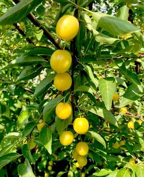 Yellow plums, cherry plum fruit on a tree branch, ripe fruit harvest, fruit t Stock Photos