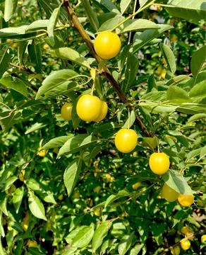 Yellow plums, cherry plum fruit on a tree branch, ripe fruit harvest, fruit t Stock Photos