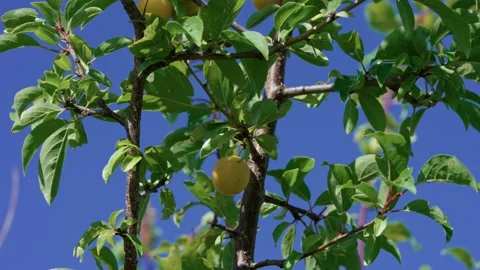 Yellow plums cherry plums Stock Footage 321132921