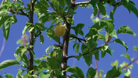 Yellow plums cherry plums Stock Footage 321133210