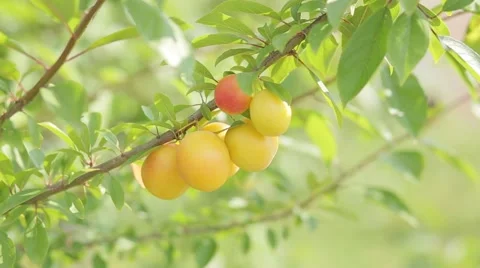 Yellow plums in a garden Video stock 52206413
