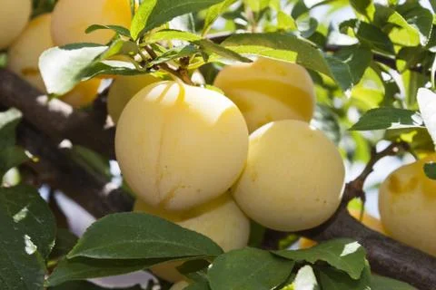 Yellow plums Stock Photos