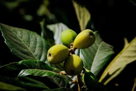 Yellow plums Stock Photos
