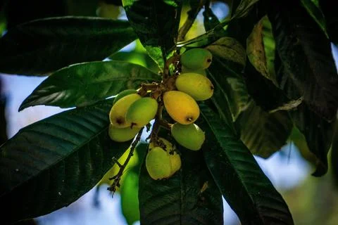 Yellow plums Stock Photos