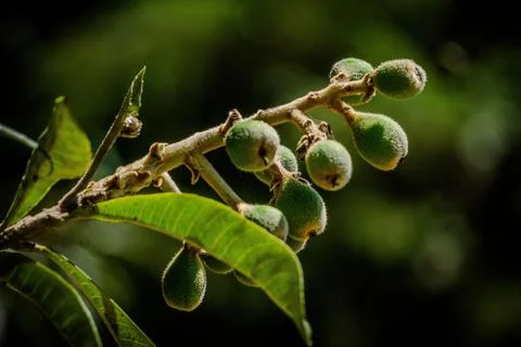 Yellow plums Stock Photos