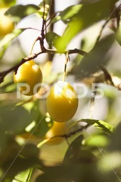 Yellow plums on tree branches in summer garden. Seasonal sweet ripe fruits Stock Photos