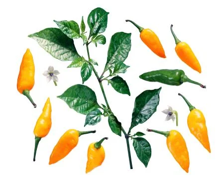 Yellow pointed C. chinense elements, paths Stock Photos
