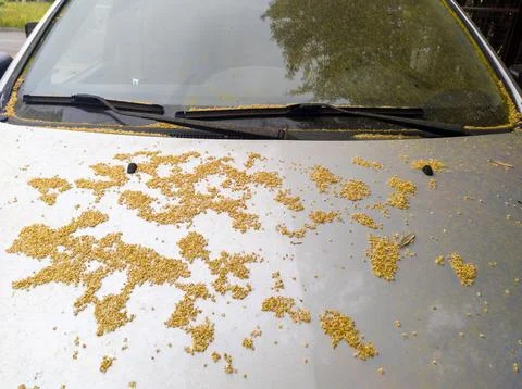 Yellow pollen and tiny fallen flowers on the hood (bonnet) of a car, parked Stock Photos
