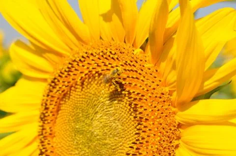 Yellow pollen on small bee pollinates bright sunflower stamens closeup. Macro Stock-Fotos
